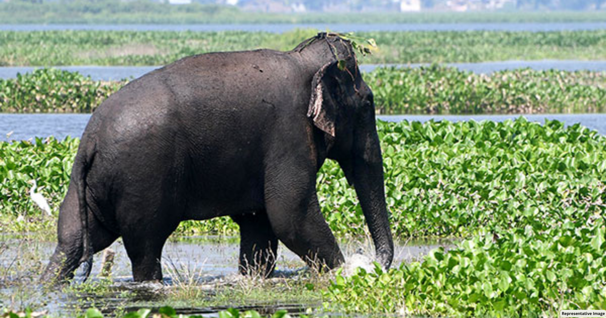Wild elephant enters Assam's Nagaon district, destroys several houses